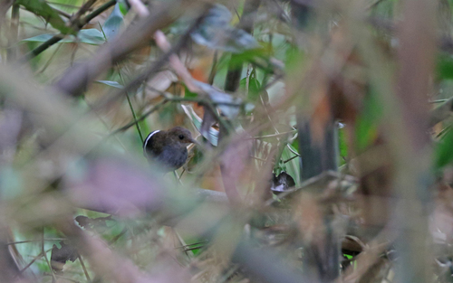 Wing-banded Wren (Microcerculus bambla), photo 10