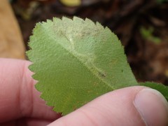 Phytomyza crassiseta