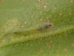 Phytomyza crassiseta