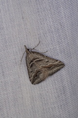 Dichromodes consignata