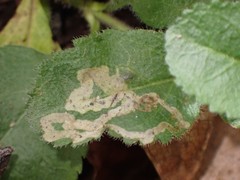 Phytomyza crassiseta