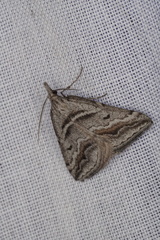 Dichromodes consignata