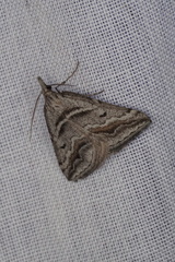 Dichromodes consignata