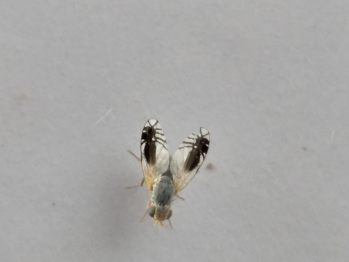 Dectodesis bulligera