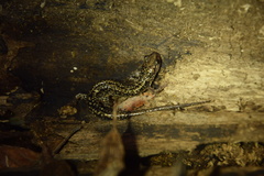 Plethodon caddoensis