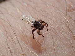Lipoptena depressa