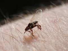 Lipoptena depressa