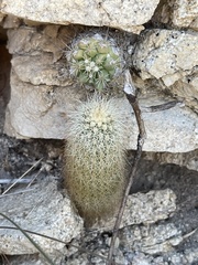 Echinocereus sciurus