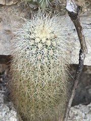 Echinocereus sciurus