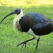Straw-necked Ibis - Photo (c) Charles Lam, some rights reserved (CC BY-SA)
