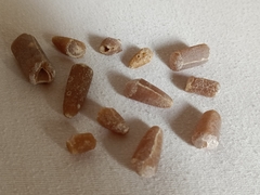 Belemnitella americana