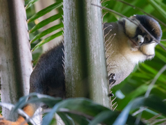 Cercopithecus ascanius