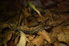 Plethodon caddoensis