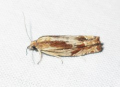 Eucosma radiatana