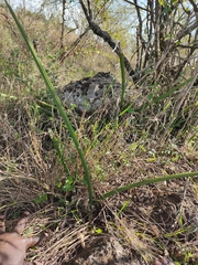 Sansevieria cylindrica