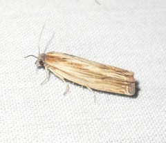 Eucosma radiatana