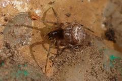 Parasteatoda cingulata