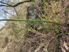 Sansevieria cylindrica