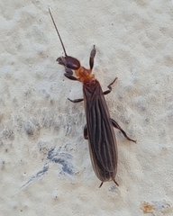 Oligotoma saundersii