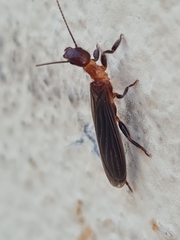 Oligotoma saundersii