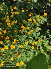 Anthanassa texana