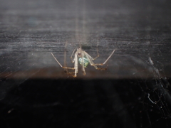 Chrysso lingchuanensis