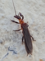 Oligotoma saundersii