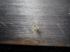 Chrysso lingchuanensis