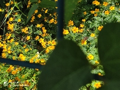 Anthanassa texana
