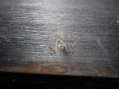 Chrysso lingchuanensis