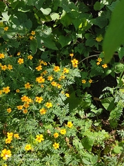 Anthanassa texana