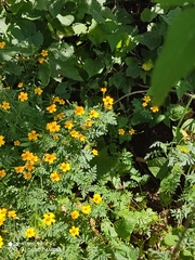 Anthanassa texana