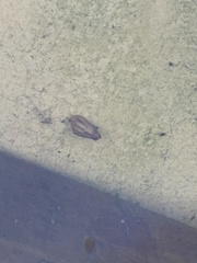 Drymaeus semistriatus