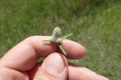 Cyperus sesquiflorus sesquiflorus
