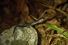 Plethodon caddoensis