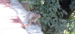Otospermophilus variegatus