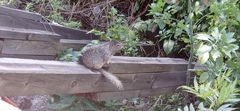 Otospermophilus variegatus