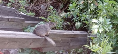 Otospermophilus variegatus