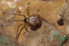 Parasteatoda cingulata
