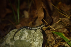 Plethodon caddoensis