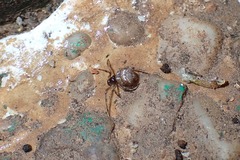 Parasteatoda cingulata