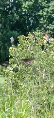 Papilio polyxenes