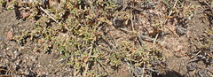 Aizoon portulacaceum