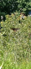 Papilio polyxenes