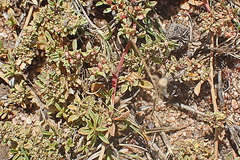 Aizoon portulacaceum