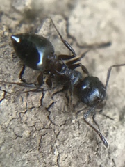 Crematogaster coarctata