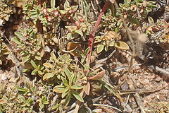 Aizoon portulacaceum