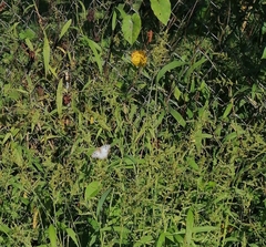 Anartia jatrophae