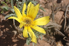Arctotis lanceolata