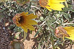 Arctotis lanceolata